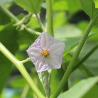 <i>Solanum melongena</i>  L.